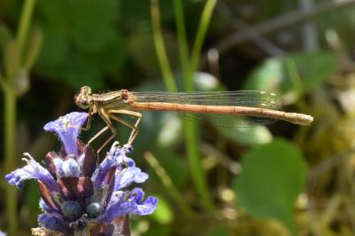 <i>Platycnemis acutipennis</i>