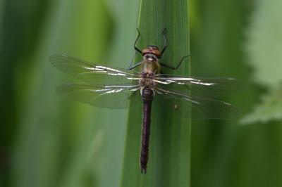 <i>Cordulia aenea</i>