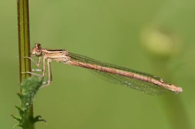 <i>Platycnemis acutipennis</i>