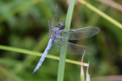 <i>Orthetrum coerulescens</i>