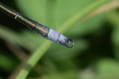 <i>Lestes dryas</i>
