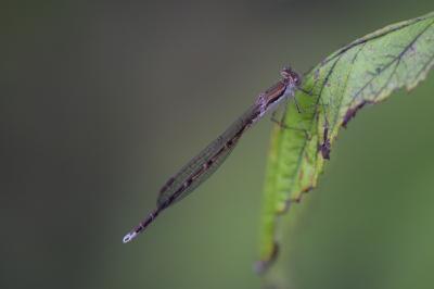 <i>Sympecma fusca</i>