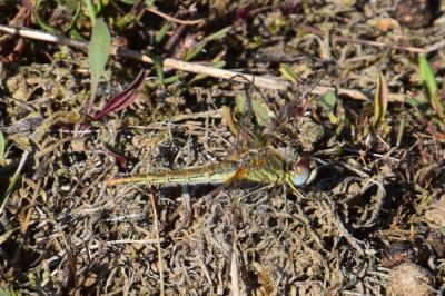 <i>Sympetrum fonscolombii</i>