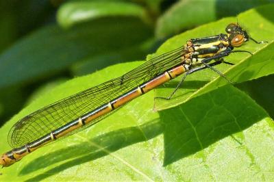 <i>Pyrrhosoma nymphula</i>