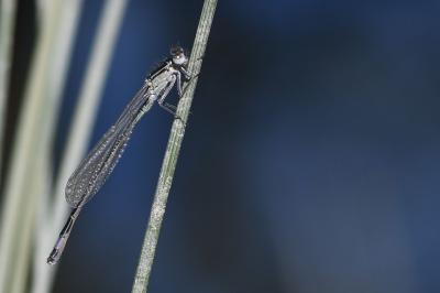 <i>Ischnura elegans</i>