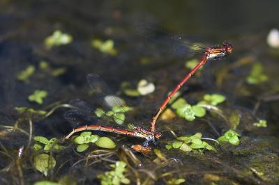 <i>Pyrrhosoma nymphula</i>