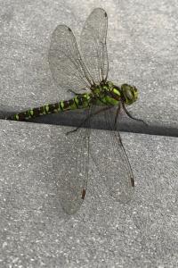 <i>Aeshna cyanea</i>