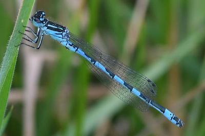 <i>Coenagrion mercuriale</i>