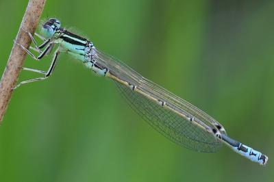 <i>Ischnura pumilio</i>