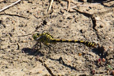 <i>Onychogomphus forcipatus</i>