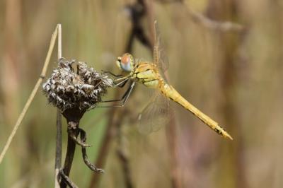 <i>Sympetrum fonscolombii</i>