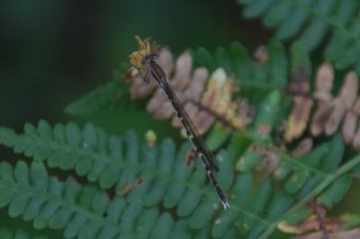 <i>Sympecma fusca</i>