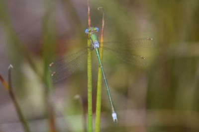 <i>Lestes virens</i>