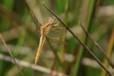 <i>Crocothemis erythraea</i>