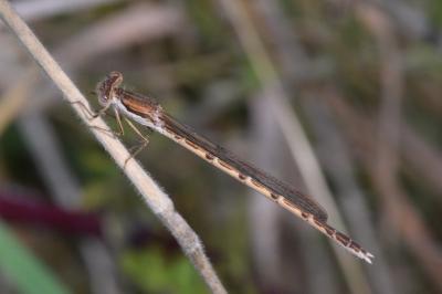 <i>Sympecma fusca</i>