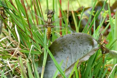 <i>Libellula depressa</i>
