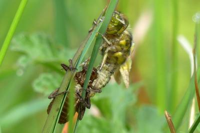 <i>Libellula depressa</i>