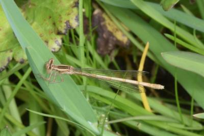 <i>Platycnemis acutipennis</i>