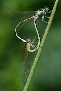 <i>Ischnura pumilio</i>