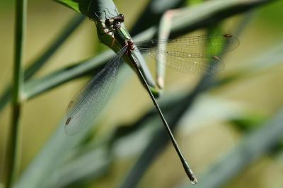 <i>Chalcolestes viridis</i>