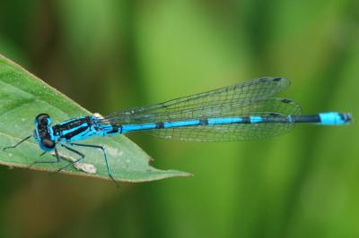 <i>Coenagrion pulchellum</i>