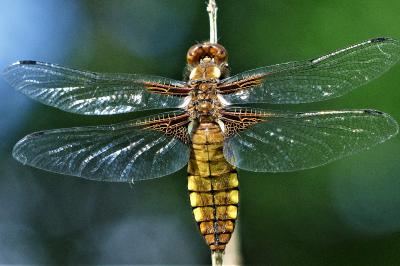 <i>Libellula depressa</i>