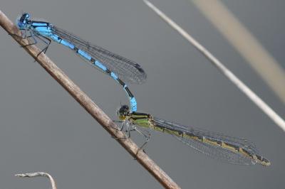 <i>Enallagma cyathigerum</i>