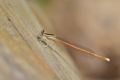 <i>Platycnemis acutipennis</i>