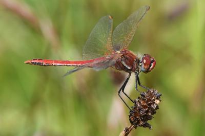 <i>Sympetrum fonscolombii</i>