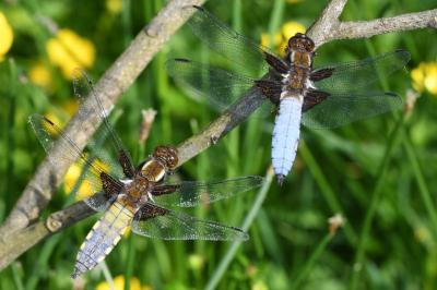 <i>Libellula depressa</i>