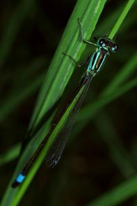 <i>Ischnura elegans</i>