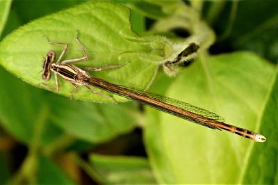 <i>Platycnemis acutipennis</i>