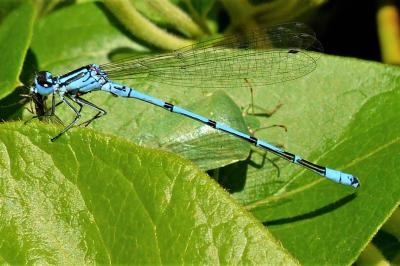 <i>Coenagrion puella</i>