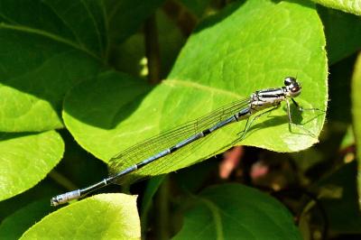 <i>Coenagrion puella</i>