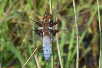 <i>Libellula depressa</i>