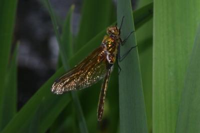 <i>Cordulia aenea</i>