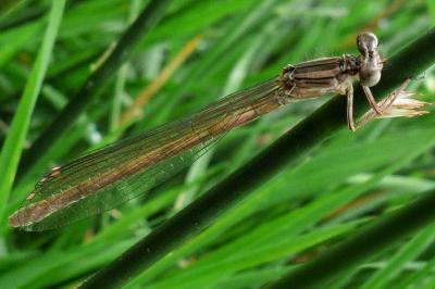 <i>Platycnemis acutipennis</i>