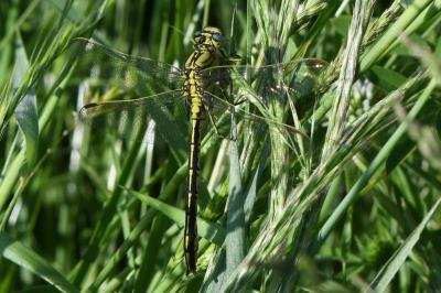 <i>Gomphus pulchellus</i>