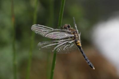 <i>Leucorrhinia caudalis</i>
