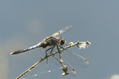 <i>Leucorrhinia caudalis</i>