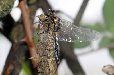 <i>Leucorrhinia caudalis</i>
