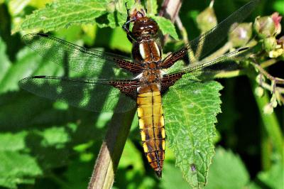 <i>Libellula depressa</i>