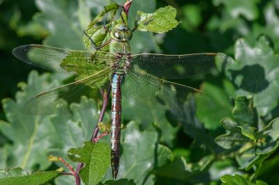 <i>Anax imperator</i>