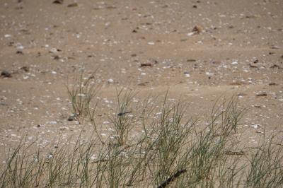<i>Anax imperator</i>
