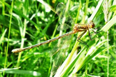 <i>Lestes sponsa</i>