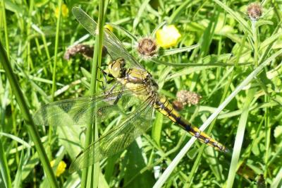 <i>Orthetrum cancellatum</i>