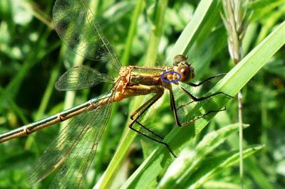 <i>Lestes sponsa</i>