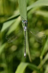 <i>Lestes dryas</i>