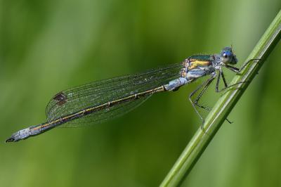 <i>Lestes dryas</i>