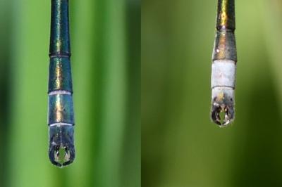 <i>Lestes dryas</i>